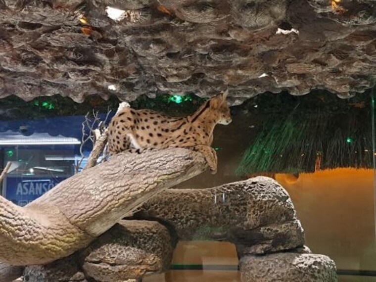 Aqua Vega Aquarium-3